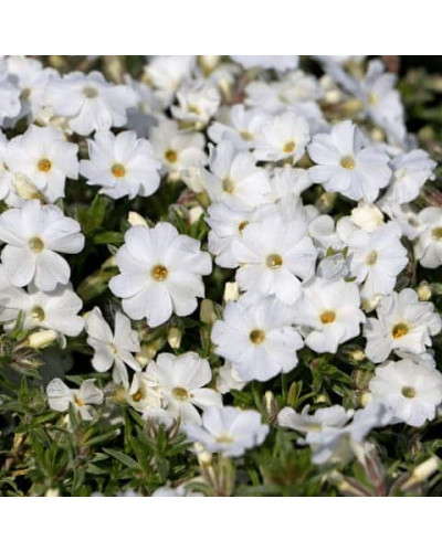 Флокс дугласа ’Айсберг’ | Phlox douglasii ’Iceberg’ | Флокс дугласа ’Айсберг’