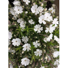 Флокс дугласа ’Айсберг’ | Phlox douglasii ’Iceberg’ | Флокс дугласа ’Айсберг’