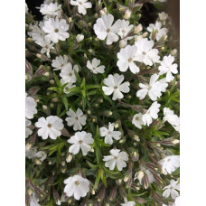 Флокс дугласа ’Айсберг’ | Phlox douglasii ’Iceberg’ | Флокс дугласа ’Айсберг’