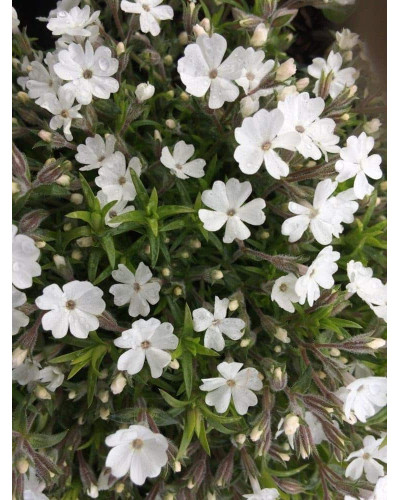 Флокс дугласа ’Айсберг’ | Phlox douglasii ’Iceberg’ | Флокс дугласа ’Айсберг’