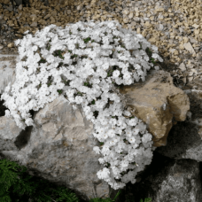 Флокс дугласа ’Айсберг’ | Phlox douglasii ’Iceberg’ | Флокс дугласа ’Айсберг’