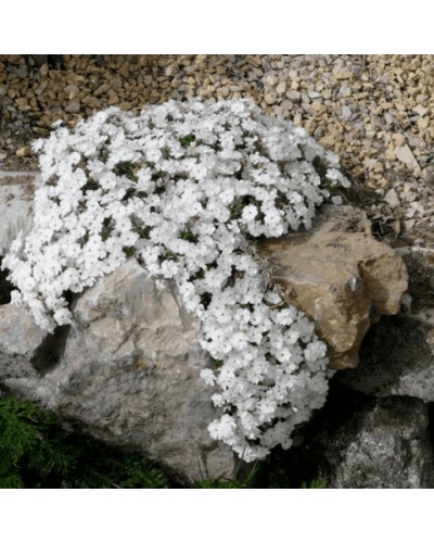 Флокс дугласа ’Айсберг’ | Phlox douglasii ’Iceberg’ | Флокс дугласа ’Айсберг’