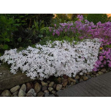 Флокс дугласа ’Айсберг’ | Phlox douglasii ’Iceberg’ | Флокс дугласа ’Айсберг’