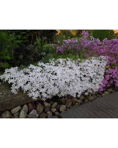 Флокс дугласа ’Айсберг’ | Phlox douglasii ’Iceberg’ | Флокс дугласа ’Айсберг’
