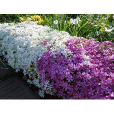 Флокс дугласа ’Айсберг’ | Phlox douglasii ’Iceberg’ | Флокс дугласа ’Айсберг’