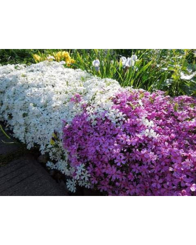 Флокс дугласа ’Айсберг’ | Phlox douglasii ’Iceberg’ | Флокс дугласа ’Айсберг’