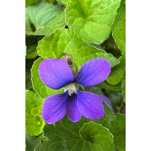 Фіалка садова | Фиалка садовая | Viola