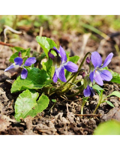 Фіалка садова | Фиалка садовая | Viola