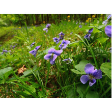 Фіалка садова | Фиалка садовая | Viola