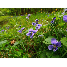 Фіалка садова | Фиалка садовая | Viola