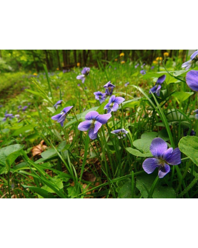 Фіалка садова | Фиалка садовая | Viola