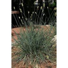 Сеслерія блакитна | Sesleria caerulea | Сеслерия голубая