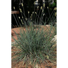 Сеслерія блакитна | Sesleria caerulea | Сеслерия голубая