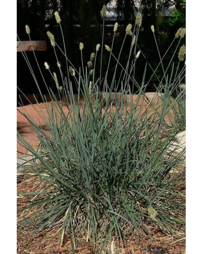 Сеслерія блакитна | Sesleria caerulea | Сеслерия голубая