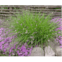 Сеслерія блакитна | Sesleria caerulea | Сеслерия голубая