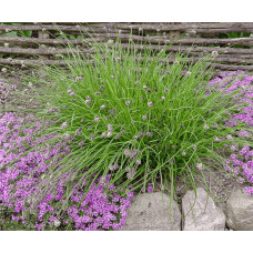 Сеслерія блакитна | Sesleria caerulea | Сеслерия голубая