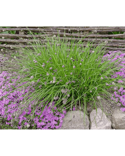 Сеслерія блакитна | Sesleria caerulea | Сеслерия голубая