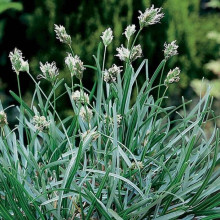 Сеслерія блакитна | Sesleria caerulea | Сеслерия голубая