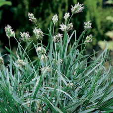 Сеслерія блакитна | Sesleria caerulea | Сеслерия голубая