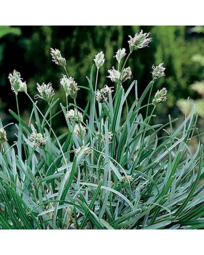 Сеслерія блакитна | Sesleria caerulea | Сеслерия голубая