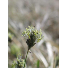 Сеслерія блакитна | Sesleria caerulea | Сеслерия голубая