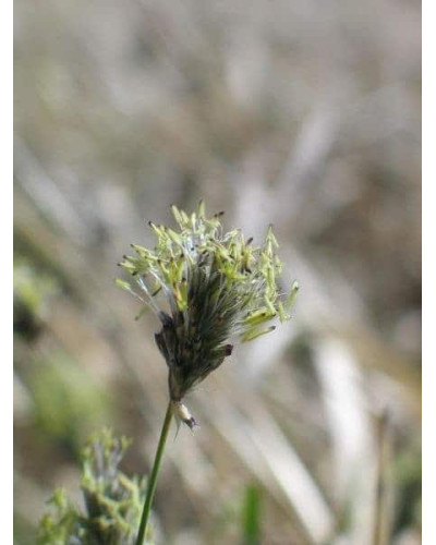 Сеслерія блакитна | Sesleria caerulea | Сеслерия голубая