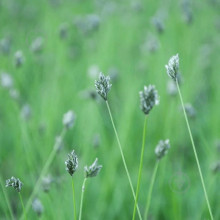 Сеслерія блакитна | Sesleria caerulea | Сеслерия голубая