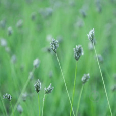 Сеслерія блакитна | Sesleria caerulea | Сеслерия голубая