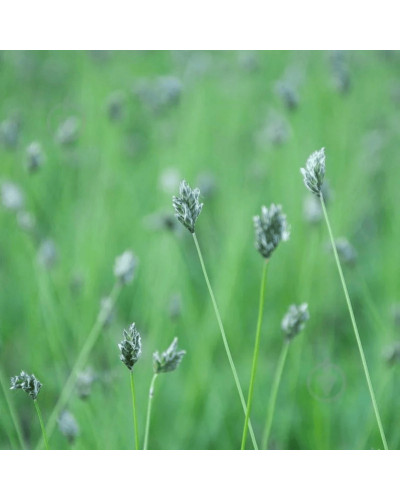 Сеслерія блакитна | Sesleria caerulea | Сеслерия голубая