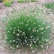 Сеслерія блакитна | Sesleria caerulea | Сеслерия голубая