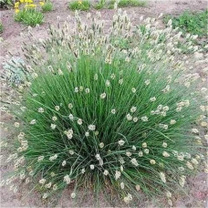 Сеслерія блакитна | Sesleria caerulea | Сеслерия голубая