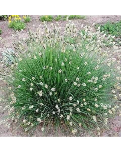 Сеслерія блакитна | Sesleria caerulea | Сеслерия голубая