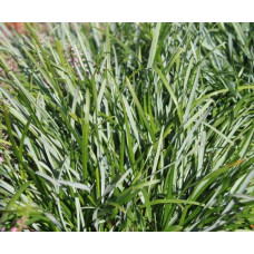Сеслерія блакитна | Sesleria caerulea | Сеслерия голубая