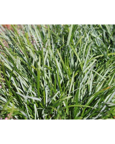 Сеслерія блакитна | Sesleria caerulea | Сеслерия голубая