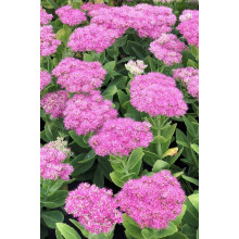 Очиток (седум) видний ‘Неон’  | Sedum spectabile ‘Neon’ | Очиток (седум) видный ‘Неон’