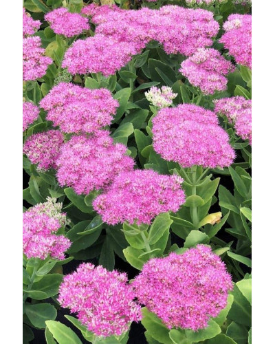 Очиток (седум) видний ‘Неон’ | Sedum spectabile ‘Neon’ | Очиток (седум) видный ‘Неон’