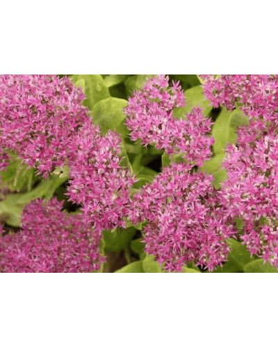 Очиток (седум) видний ‘Неон’ | Sedum spectabile ‘Neon’ | Очиток (седум) видный ‘Неон’