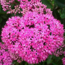 Очиток (седум) видний ‘Неон’  | Sedum spectabile ‘Neon’ | Очиток (седум) видный ‘Неон’