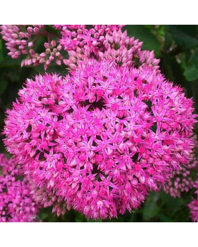 Очиток (седум) видний ‘Неон’ | Sedum spectabile ‘Neon’ | Очиток (седум) видный ‘Неон’