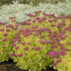 Очиток (седум) видний ‘Неон’  | Sedum spectabile ‘Neon’ | Очиток (седум) видный ‘Неон’