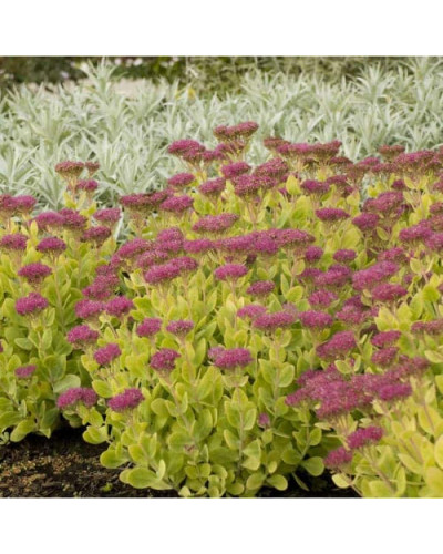Очиток (седум) видний ‘Неон’ | Sedum spectabile ‘Neon’ | Очиток (седум) видный ‘Неон’