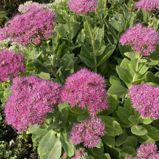 Очиток (седум) видний ‘Неон’  | Sedum spectabile ‘Neon’ | Очиток (седум) видный ‘Неон’