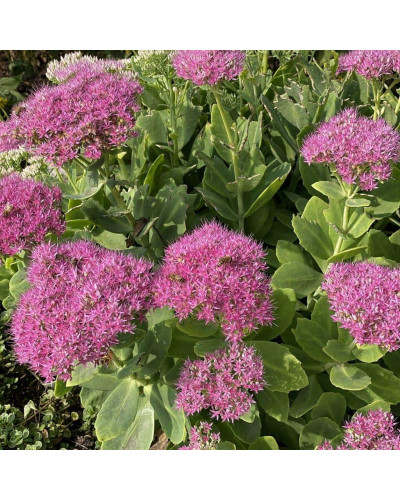 Очиток (седум) видний ‘Неон’ | Sedum spectabile ‘Neon’ | Очиток (седум) видный ‘Неон’