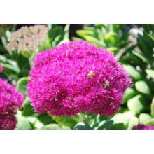 Очиток (седум) видний ‘Неон’  | Sedum spectabile ‘Neon’ | Очиток (седум) видный ‘Неон’