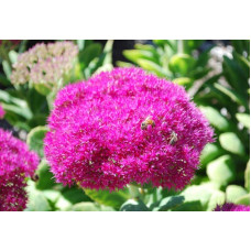Очиток (седум) видний ‘Неон’  | Sedum spectabile ‘Neon’ | Очиток (седум) видный ‘Неон’
