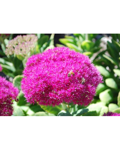 Очиток (седум) видний ‘Неон’ | Sedum spectabile ‘Neon’ | Очиток (седум) видный ‘Неон’
