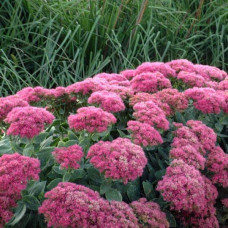 Очиток (седум) видний ‘Неон’  | Sedum spectabile ‘Neon’ | Очиток (седум) видный ‘Неон’