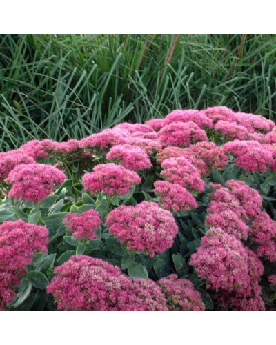 Очиток (седум) видний ‘Неон’ | Sedum spectabile ‘Neon’ | Очиток (седум) видный ‘Неон’