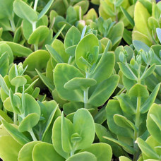 Очиток (седум) видний ‘Неон’  | Sedum spectabile ‘Neon’ | Очиток (седум) видный ‘Неон’