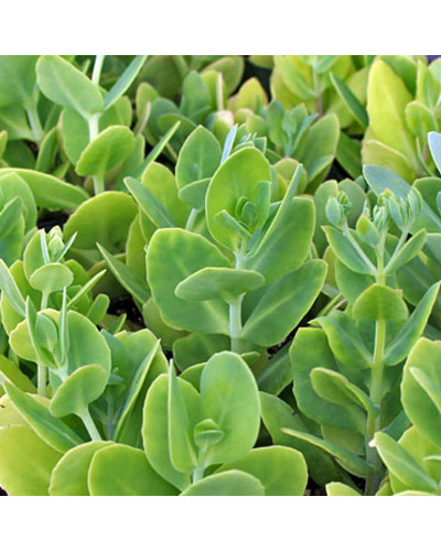 Очиток (седум) видний ‘Неон’ | Sedum spectabile ‘Neon’ | Очиток (седум) видный ‘Неон’